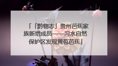 「黔物志」贵州芭蕉家族新增成员——习水自然保护区发现黄苞芭蕉