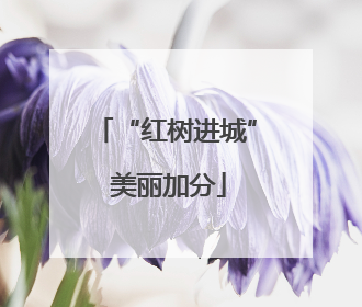 “红树进城” 美丽加分
