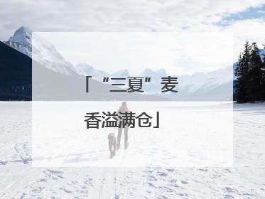 “三夏”麦香溢满仓