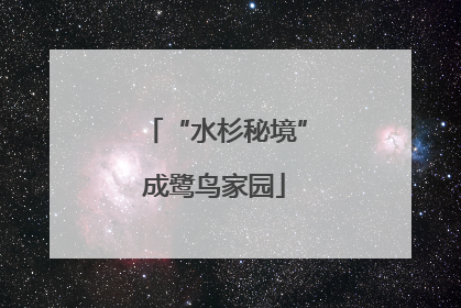 “水杉秘境”成鹭鸟家园