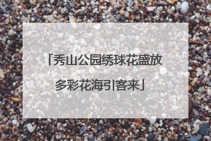 秀山公园绣球花盛放 多彩花海引客来
