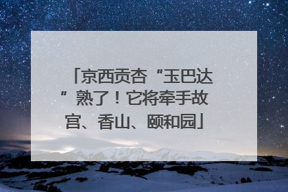 京西贡杏“玉巴达”熟了！它将牵手故宫、香山、颐和园