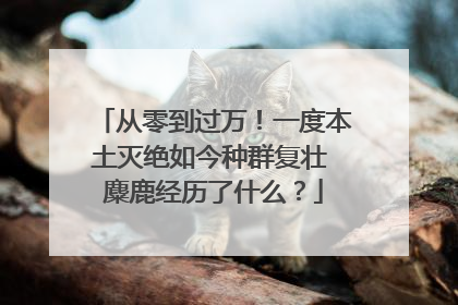 从零到过万！一度本土灭绝如今种群复壮 麋鹿经历了什么？