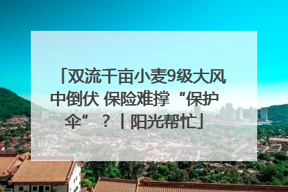 双流千亩小麦9级大风中倒伏 保险难撑“保护伞”？丨阳光帮忙