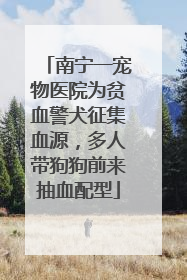 南宁一宠物医院为贫血警犬征集血源，多人带狗狗前来抽血配型