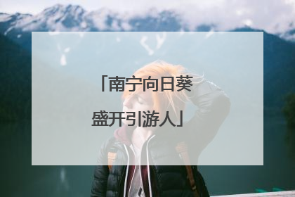 南宁向日葵盛开引游人