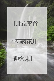北京平谷：芍药花开迎客来