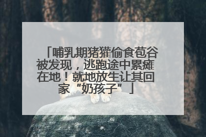 哺乳期猪獾偷食苞谷被发现，逃跑途中累瘫在地！就地放生让其回家“奶孩子”