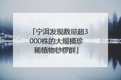 宁洱发现数量超3000株的大规模珍稀植物桫椤群