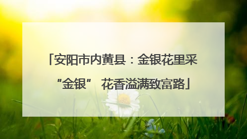 安阳市内黄县：金银花里采“金银” 花香溢满致富路