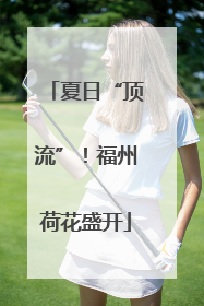 夏日“顶流”！福州荷花盛开
