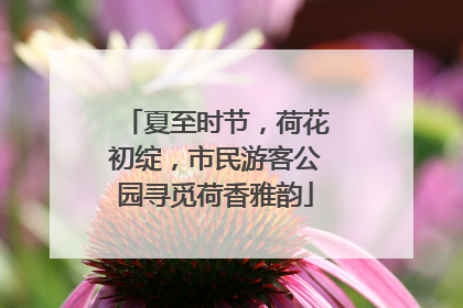 夏至时节，荷花初绽，市民游客公园寻觅荷香雅韵