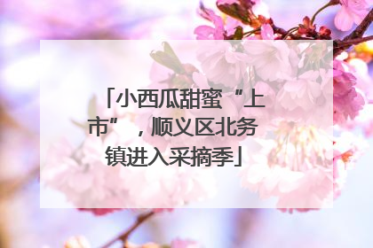 小西瓜甜蜜“上市”，顺义区北务镇进入采摘季