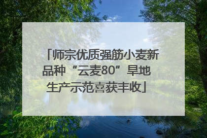 师宗优质强筋小麦新品种“云麦80”旱地生产示范喜获丰收