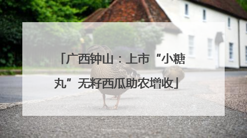 广西钟山：上市“小糖丸”无籽西瓜助农增收