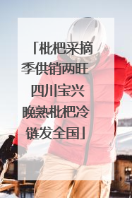 枇杷采摘季供销两旺 四川宝兴晚熟枇杷冷链发全国