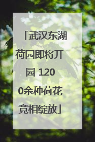 武汉东湖荷园即将开园 1200余种荷花竞相绽放