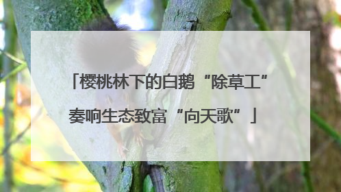 樱桃林下的白鹅“除草工” 奏响生态致富“向天歌”