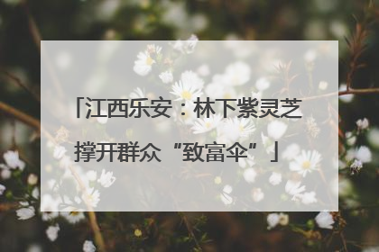 江西乐安：林下紫灵芝撑开群众“致富伞”