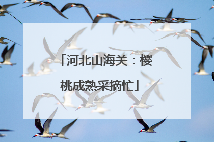 河北山海关：樱桃成熟采摘忙