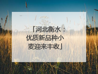河北衡水：优质新品种小麦迎来丰收