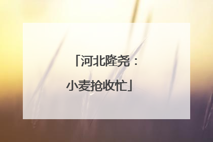 河北隆尧：小麦抢收忙