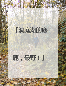 洞庭湖的麋鹿，最野！