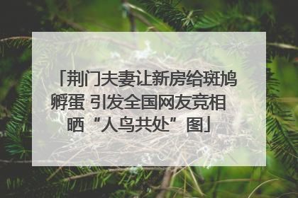 荆门夫妻让新房给斑鸠孵蛋 引发全国网友竞相晒“人鸟共处”图