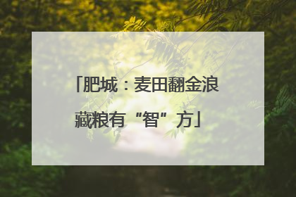 肥城：麦田翻金浪藏粮有“智”方