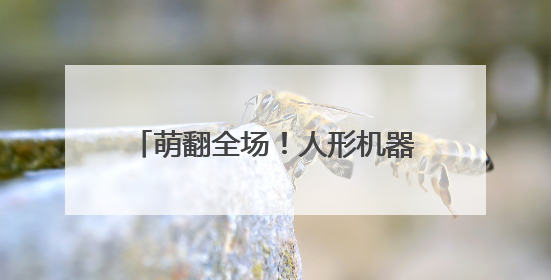 萌翻全场！人形机器人嘉年华开进花博汇