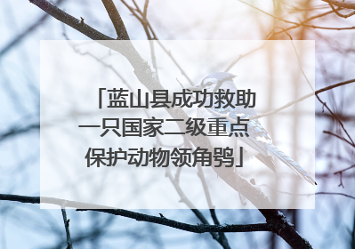 蓝山县成功救助一只国家二级重点保护动物领角鸮