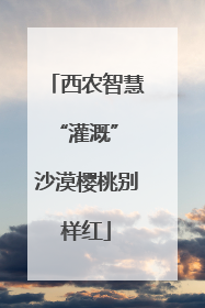 西农智慧“灌溉” 沙漠樱桃别样红