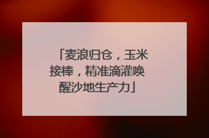 麦浪归仓，玉米接棒，精准滴灌唤醒沙地生产力